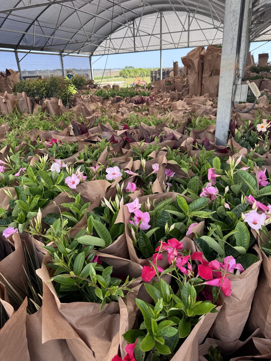 Nursery plants